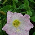 Oenothera speciosa 'Rosea' fleur